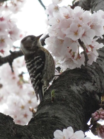 コゲラ 多摩川 2016年4月5日(火)