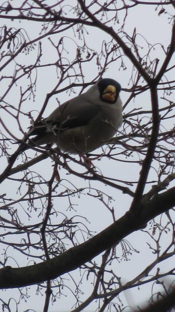 Japanese Grosbeak 御岳山 Sun, 1/17/2016