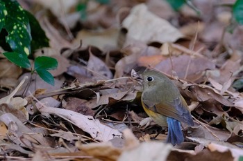 Red-flanked Bluetail 東京都 Sun, 2/14/2021