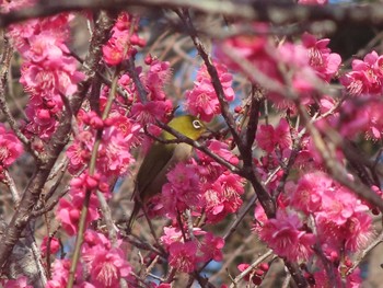 2021年2月14日(日) 長池公園の野鳥観察記録