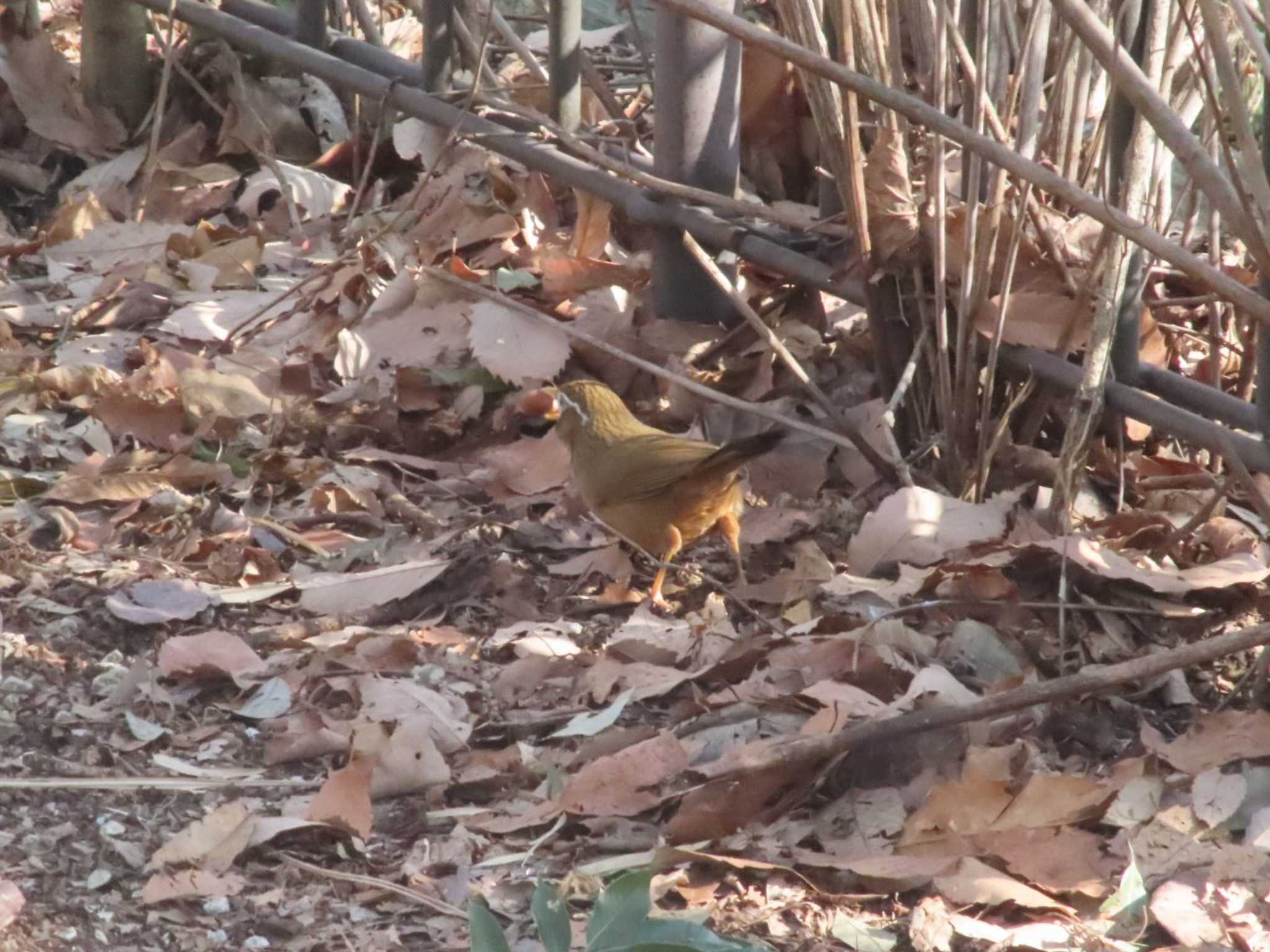 長池公園 ガビチョウの写真