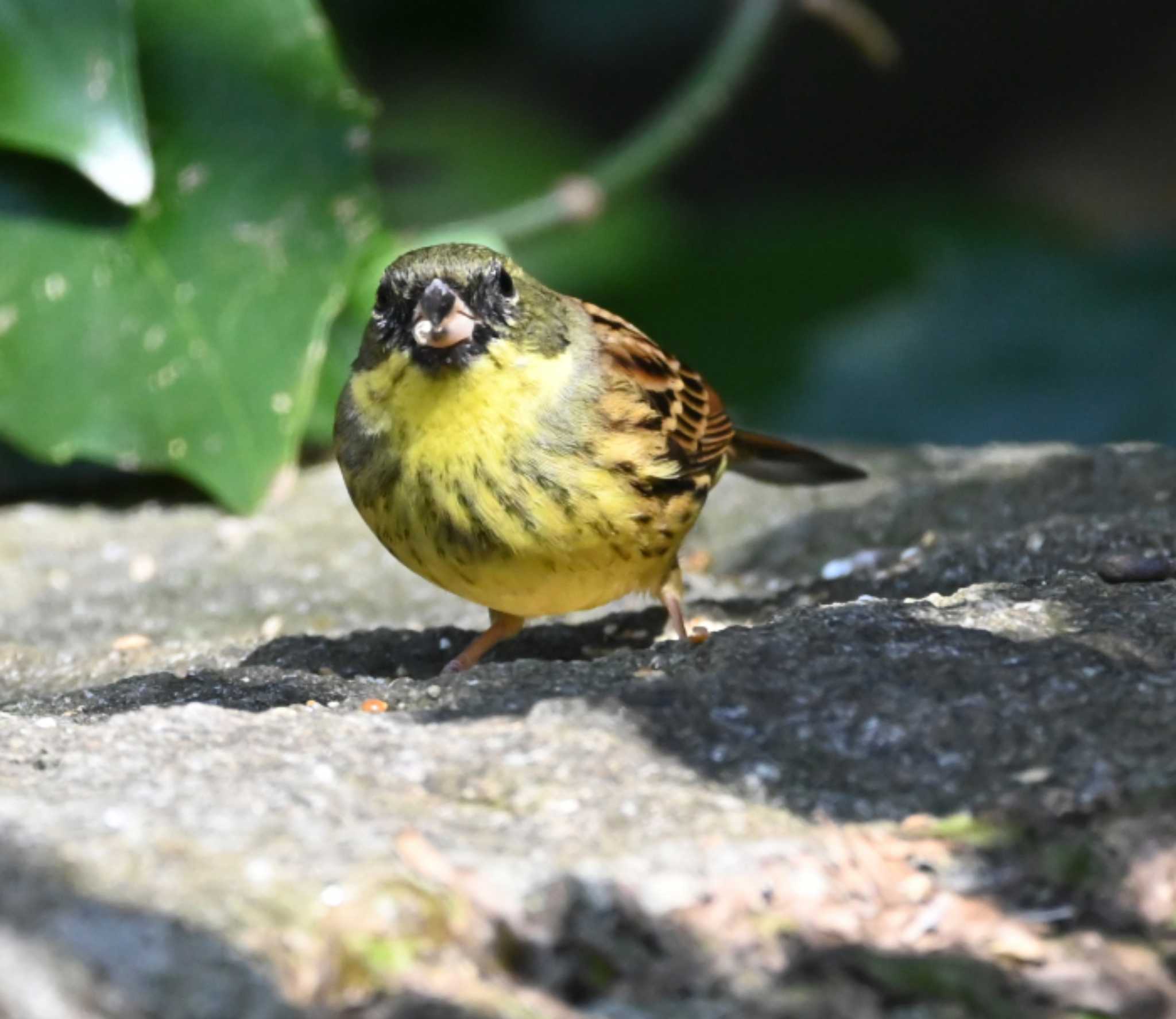 横浜自然観察の森 アオジの写真