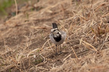 2021年2月12日(金) 鶴見川の野鳥観察記録