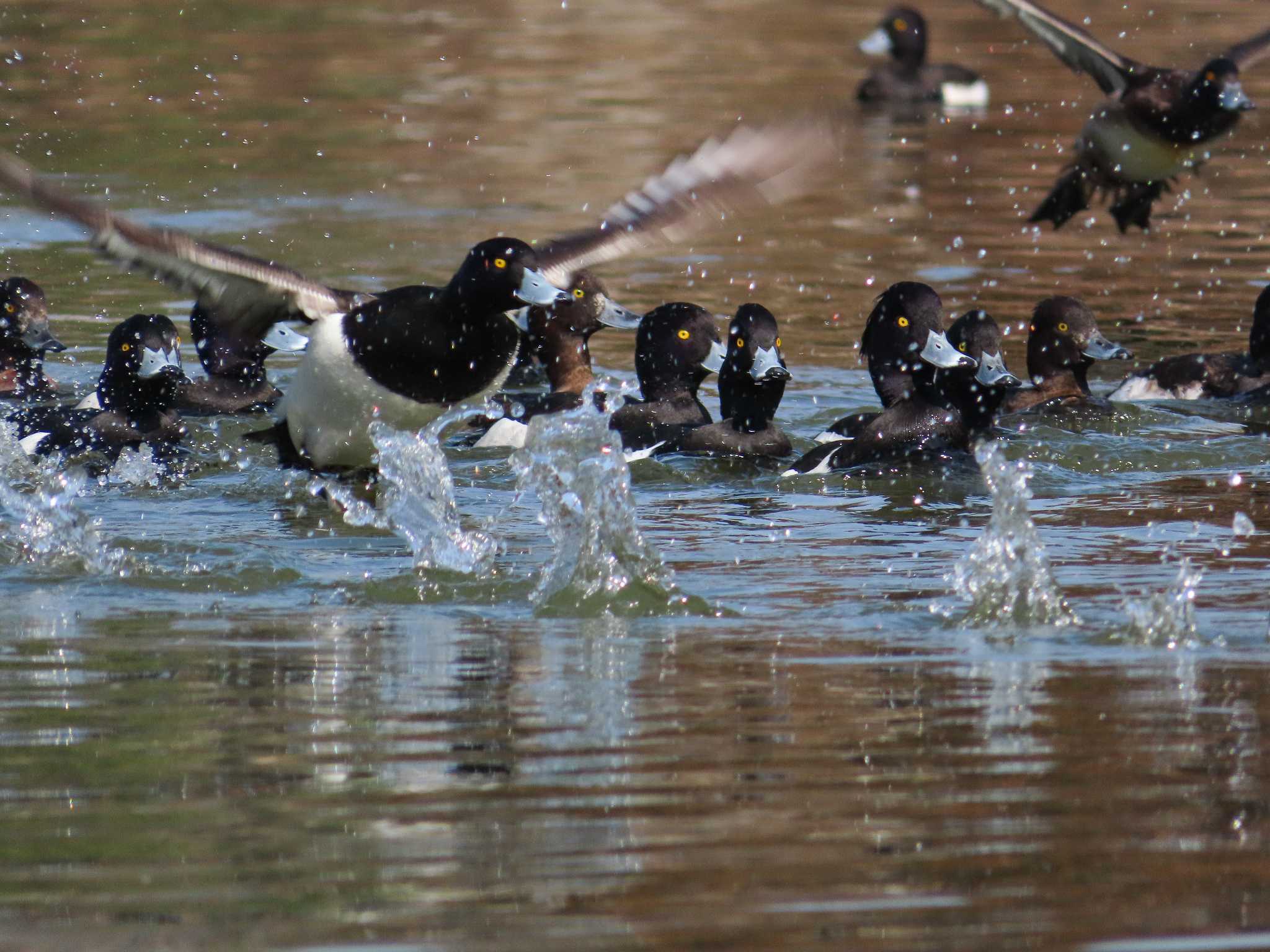 大池親水公園 キンクロハジロの写真