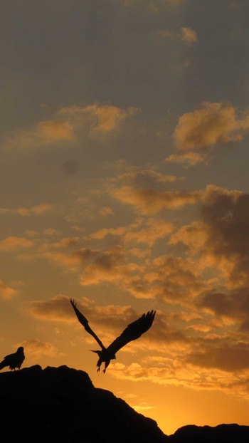 Black Kite 城ヶ島公園 Thu, 10/30/2014