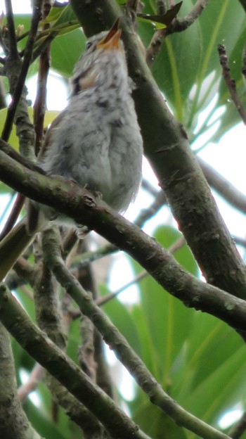 Japanese Bush Warbler 城ヶ島公園 Mon, 6/29/2015