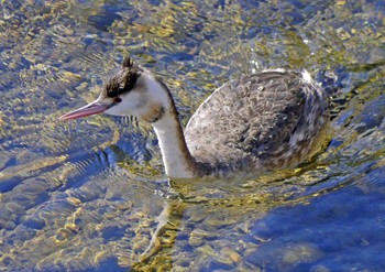 カンムリカイツブリ 佐鳴湖 2020年2月2日(日)