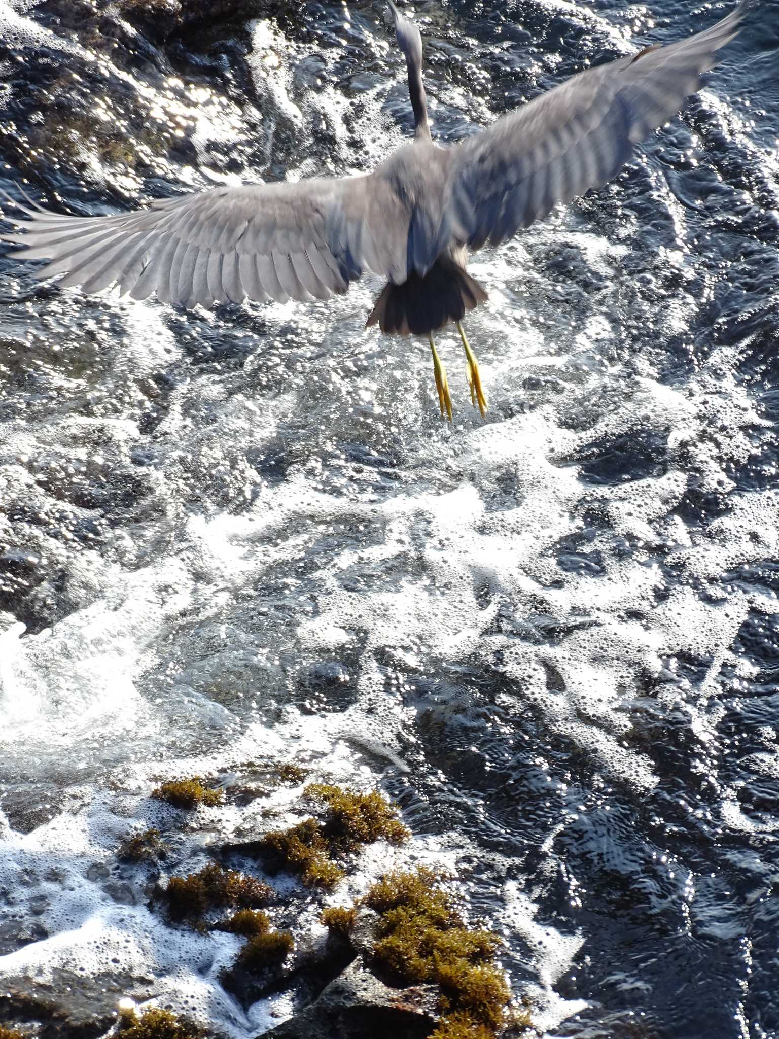 城ヶ島公園 クロサギの写真