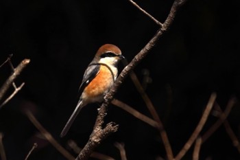 Bull-headed Shrike Kasai Rinkai Park Sat, 3/27/2021