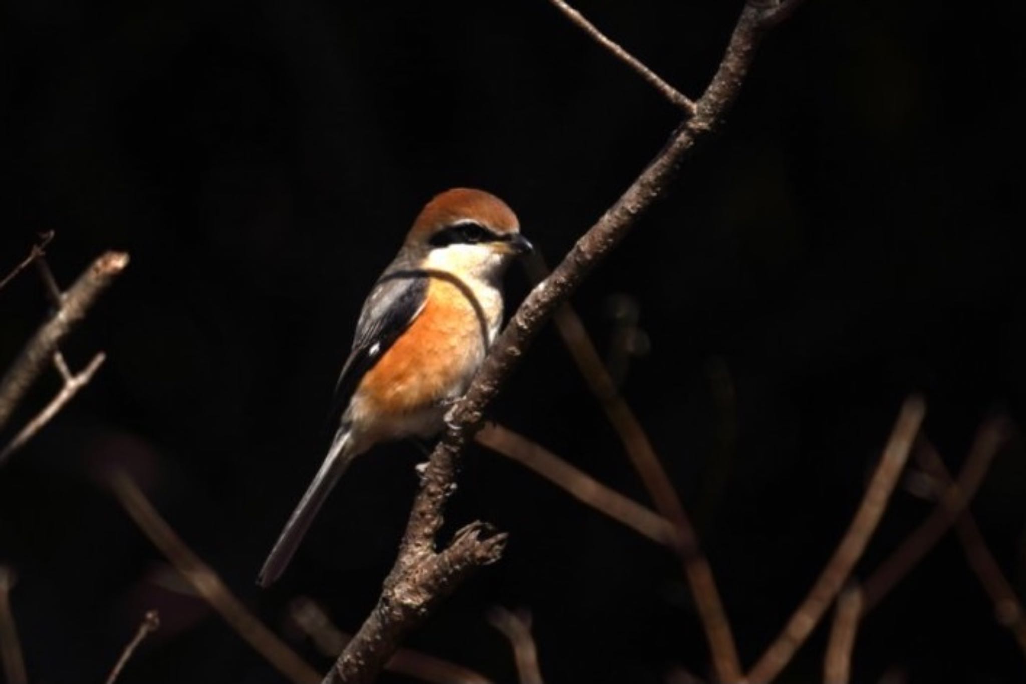 Photo of Bull-headed Shrike at Kasai Rinkai Park by sota