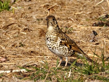 White's Thrush Kasai Rinkai Park Sat, 3/27/2021