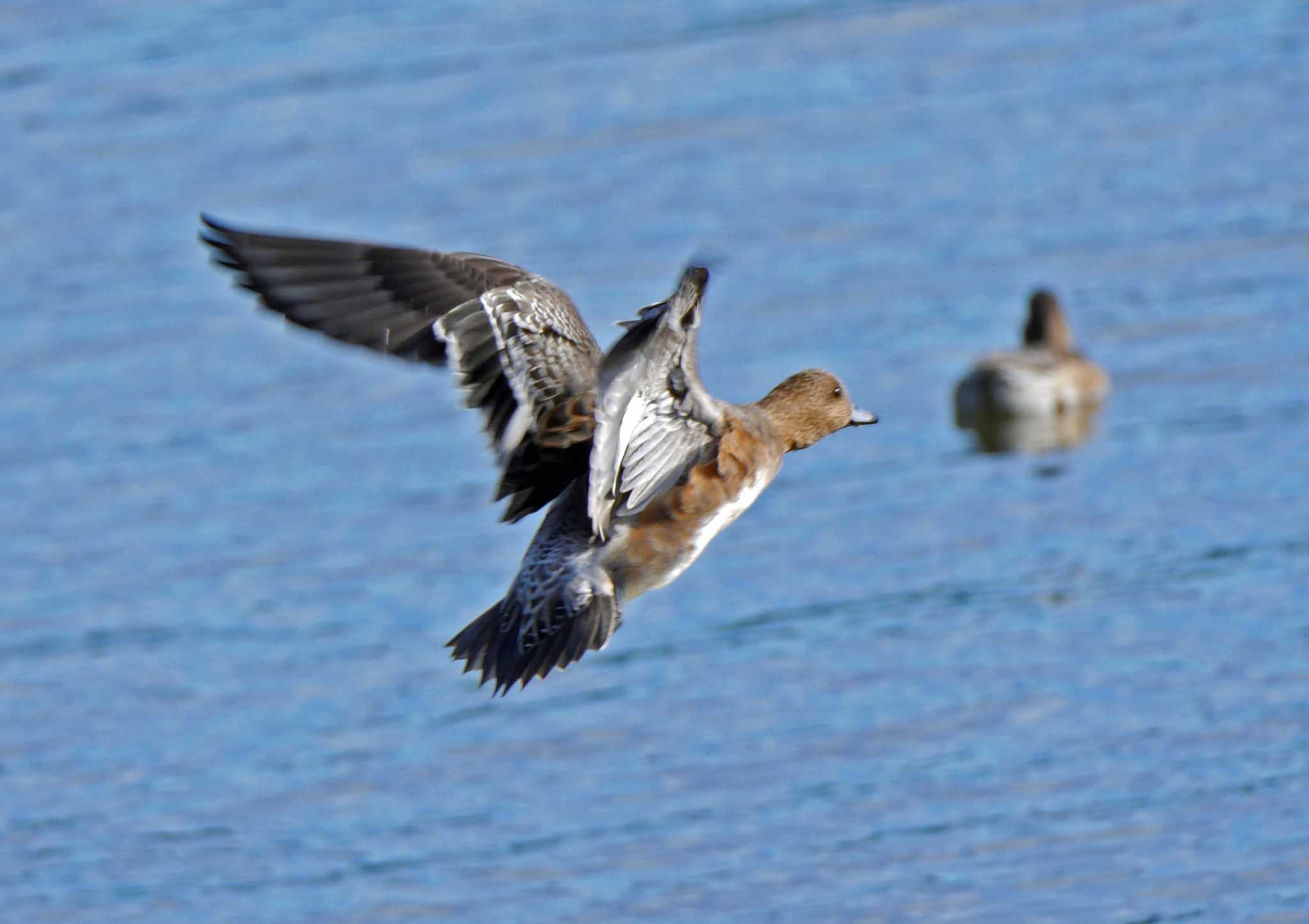 佐鳴湖 ヒドリガモの写真 by Chacoder