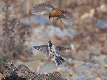 Daurian Redstart 埼玉県霞川 Tue, 1/5/2021