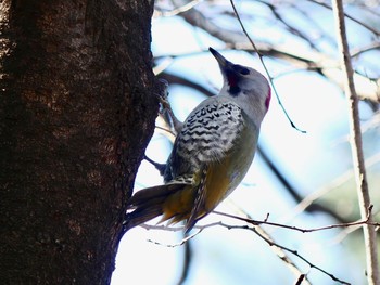 アオゲラ 仙元山公園 2021年2月14日(日)