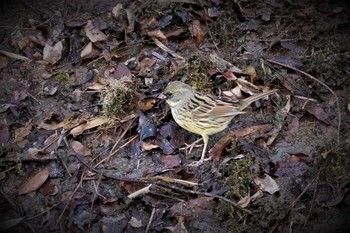 2021年2月13日(土) 大栗川(多摩川合流地点)の野鳥観察記録