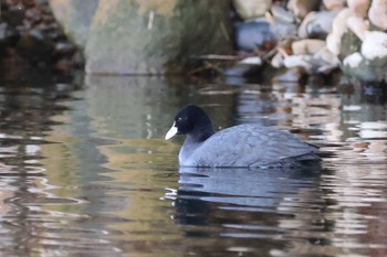 オオバン 大栗川(多摩川合流地点) 2021年2月13日(土)