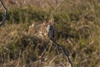 Short-eared Owl Watarase Yusuichi (Wetland) Mon, 1/2/2017