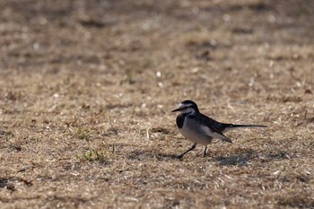 ハクセキレイ 大栗川(多摩川合流地点) 2021年2月13日(土)