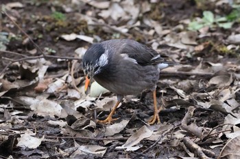 2021年2月10日(水) 薬師池公園の野鳥観察記録