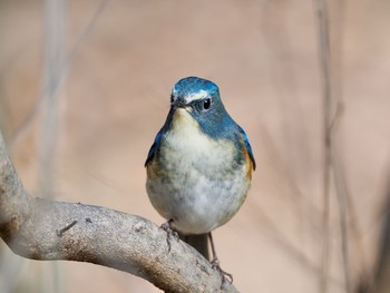 Red-flanked Bluetail 廣田神社 Sat, 2/13/2021