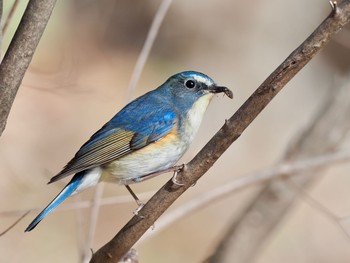 Red-flanked Bluetail 廣田神社 Sat, 2/13/2021