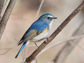 Red-flanked Bluetail 廣田神社 Sat, 2/13/2021