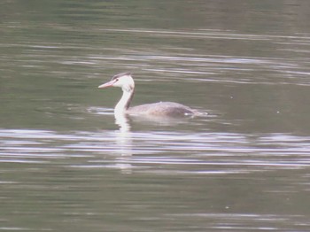 Sun, 2/14/2021 Birding report at 牧野ヶ池緑地