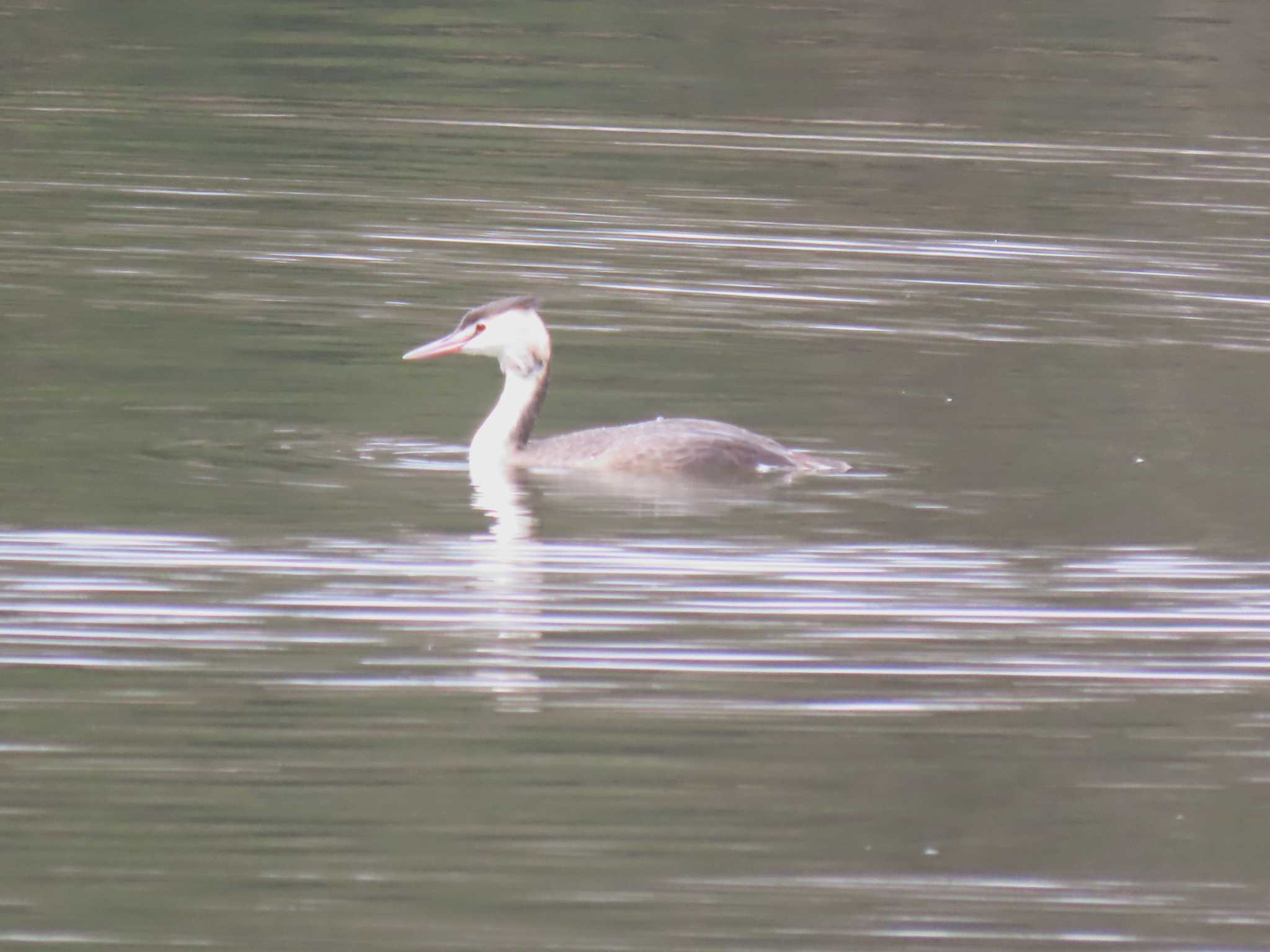 Great Crested Grebe