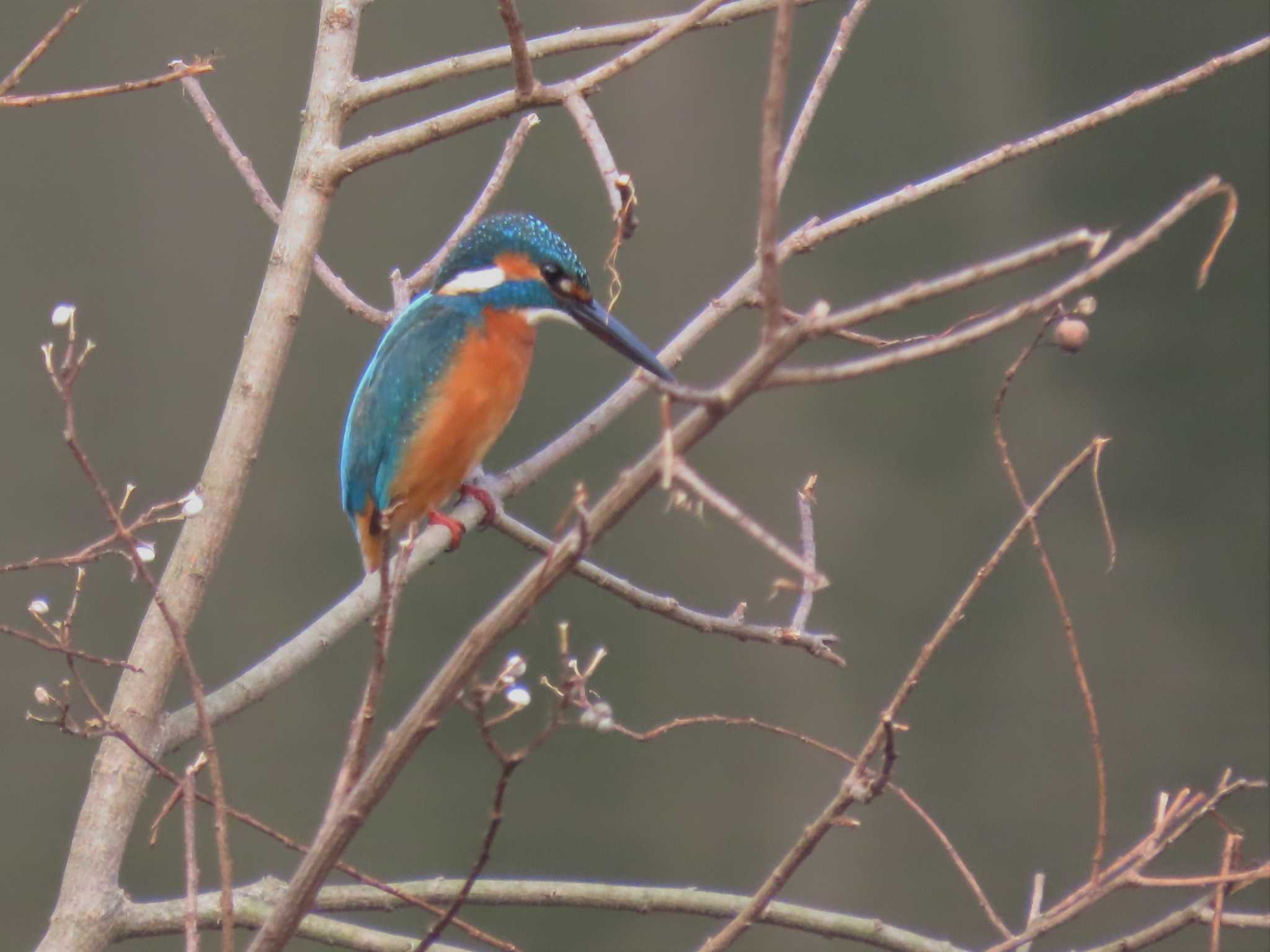 Common Kingfisher