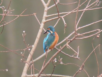 Common Kingfisher 牧野ヶ池緑地 Sun, 2/14/2021