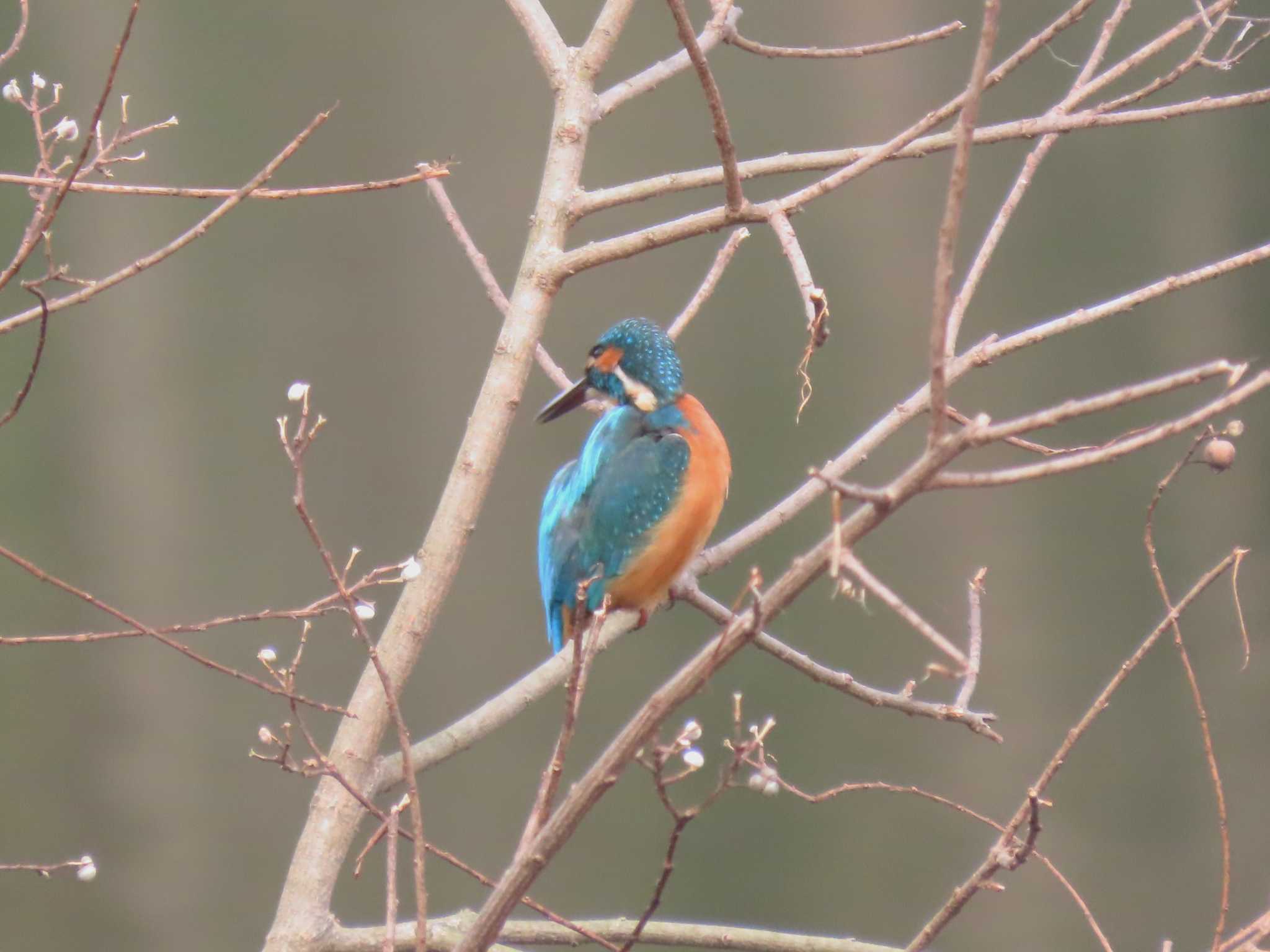 Photo of Common Kingfisher at 牧野ヶ池緑地 by OHモリ