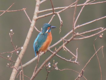 Common Kingfisher 牧野ヶ池緑地 Sun, 2/14/2021