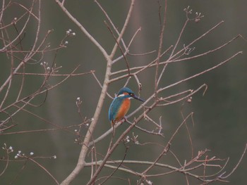 Common Kingfisher 牧野ヶ池緑地 Sun, 2/14/2021