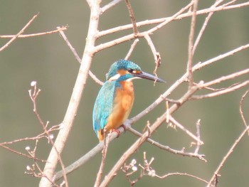 Common Kingfisher 牧野ヶ池緑地 Sun, 2/14/2021