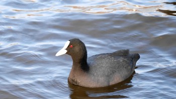 2021年2月13日(土) 山中湖の野鳥観察記録