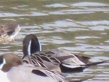 Northern Pintail 牧野ヶ池緑地 Sun, 2/14/2021