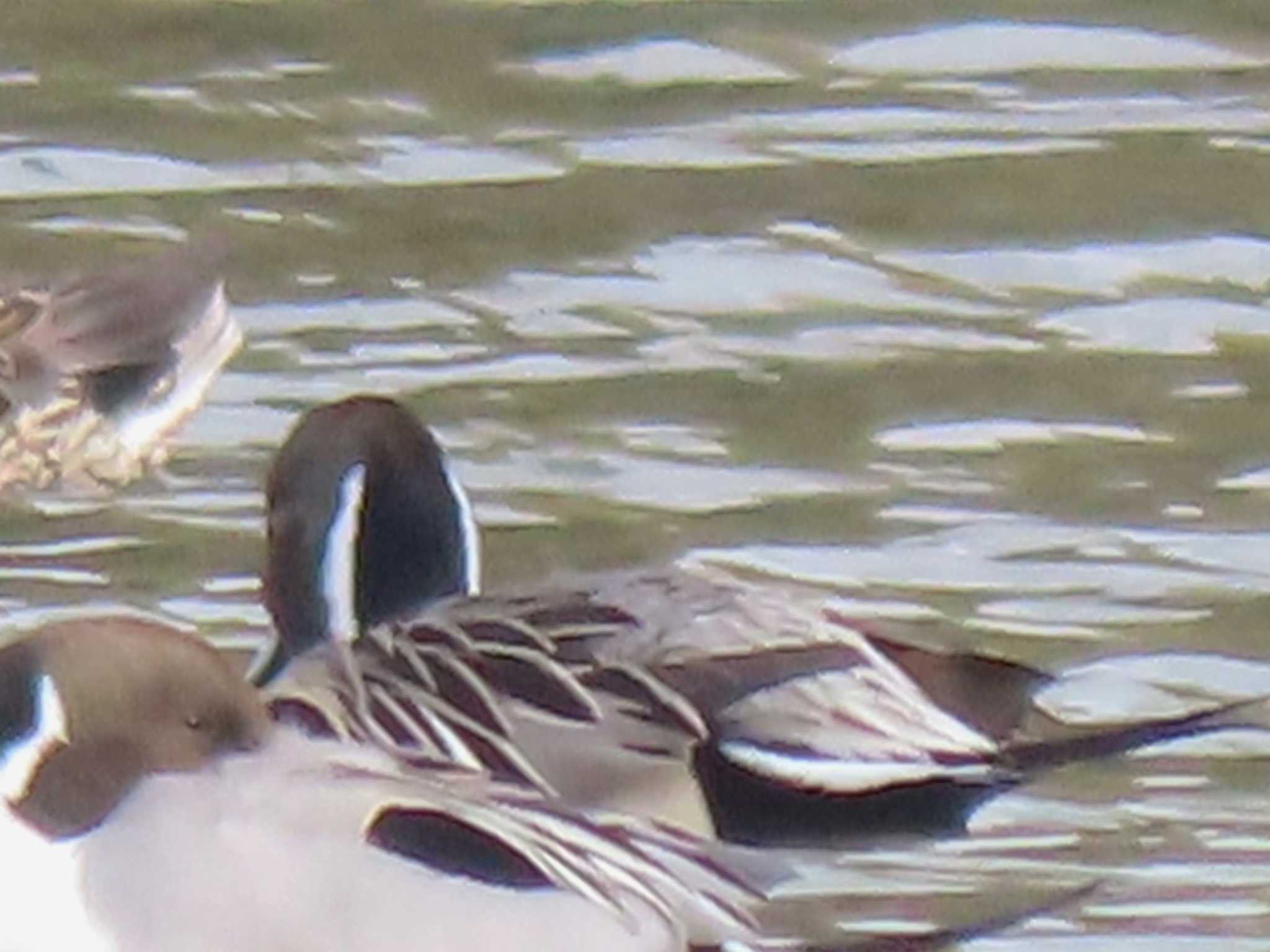 Northern Pintail