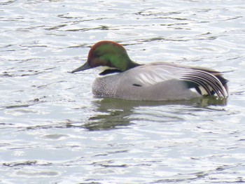 Falcated Duck 牧野ヶ池緑地 Sun, 2/14/2021