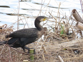 Great Cormorant 牧野ヶ池緑地 Sun, 2/14/2021