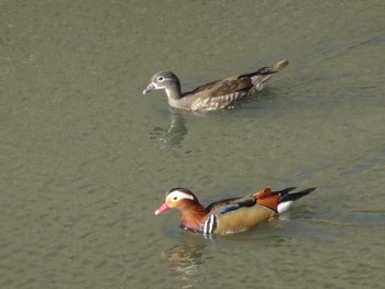 2021年2月14日(日) 奈良山公園の野鳥観察記録