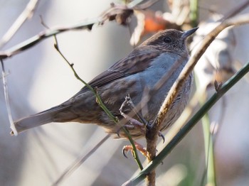 Japanese Accentor 御岳山、御岳山神社 Wed, 1/4/2017