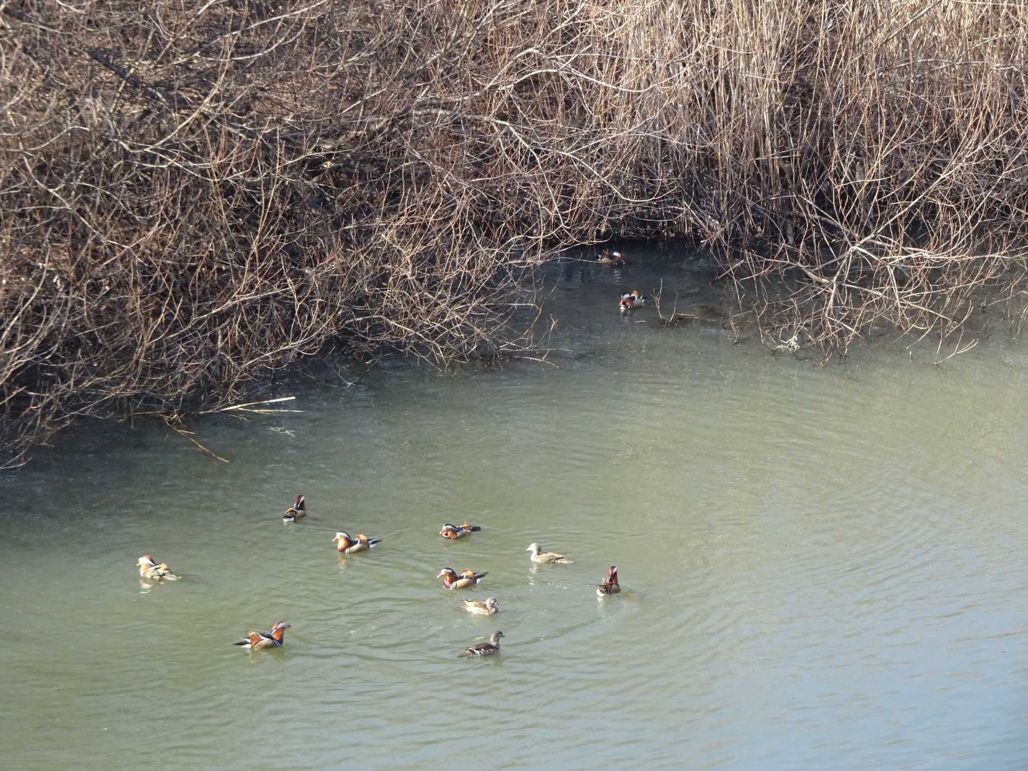 奈良山公園 オシドリの写真