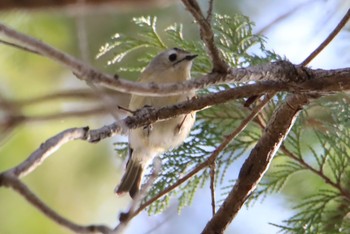 2021年2月11日(木) 秋ヶ瀬公園の野鳥観察記録