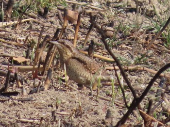 2021年2月11日(木) さくら草公園の野鳥観察記録