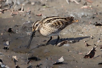 タシギ 秋ヶ瀬公園 2021年2月11日(木)