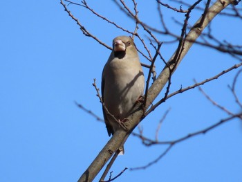 シメ 秋ヶ瀬公園 2021年2月11日(木)