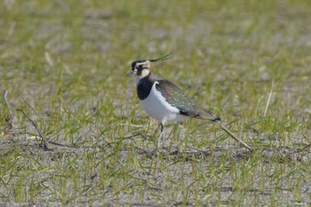 2017年1月2日(月) 鍋田干拓地の野鳥観察記録