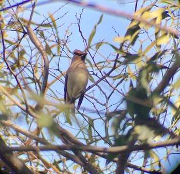 2021年2月14日(日) 東高根森林公園の野鳥観察記録