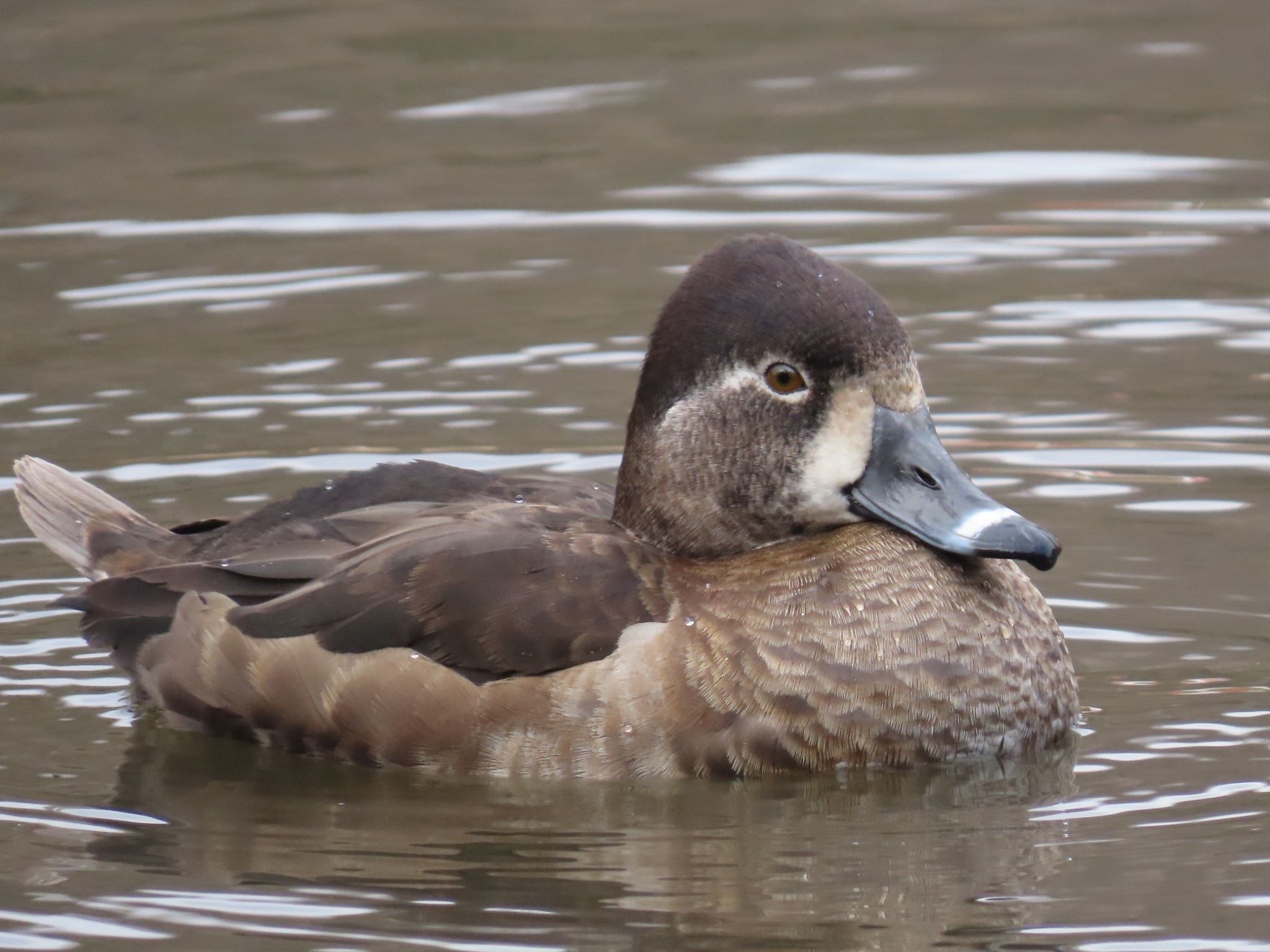 こども自然公園 (大池公園/横浜市) クビワキンクロの写真