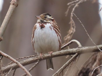 2021年2月14日(日) こども自然公園 (大池公園/横浜市)の野鳥観察記録